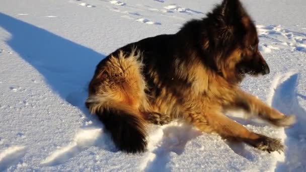 Pastor alemán perro se encuentra en la nieve. — Vídeos de Stock