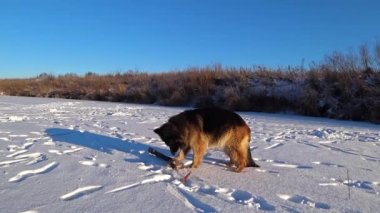 Alman çoban köpeği karda bir sopa kemiriyor..