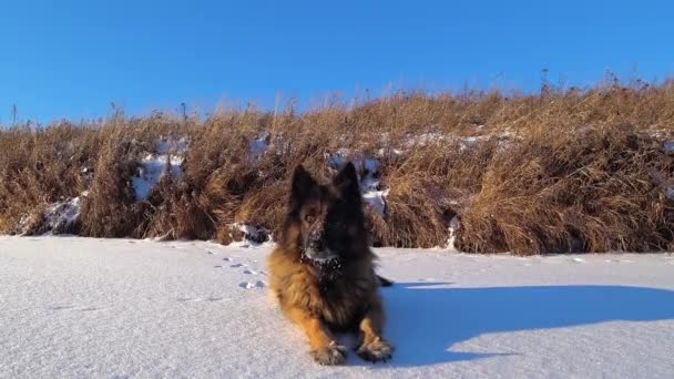 Schäferhund liegt im Schnee — Stockvideo