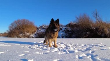 Alman çoban köpeği karda duruyor..