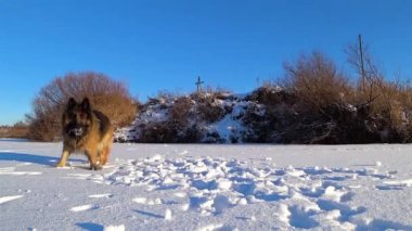 Karda koşan Alman çoban köpeği..