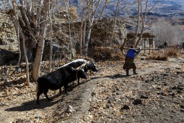 Nepalli bir adam iki öküzü yönetiyor..