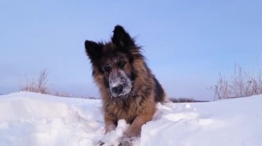 Alman çoban köpeği karda yatıyor.