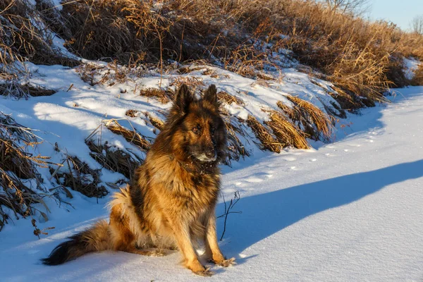 German shepherd dog sitting on the white snow. — Stock Photo, Image