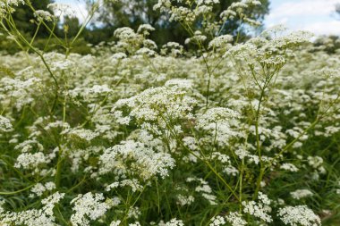 Achillea millefolium veya yaygın kiriş