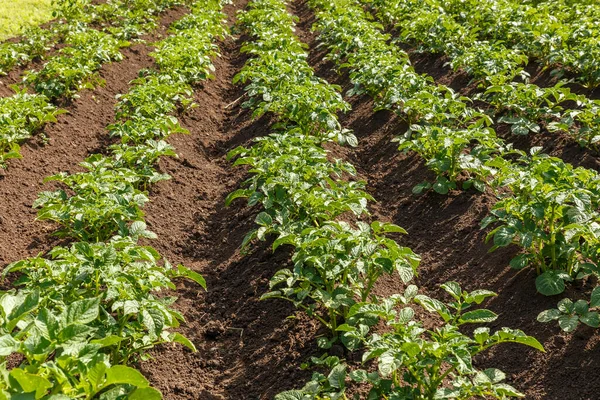 Rows of potatoes in field — Stock Photo, Image