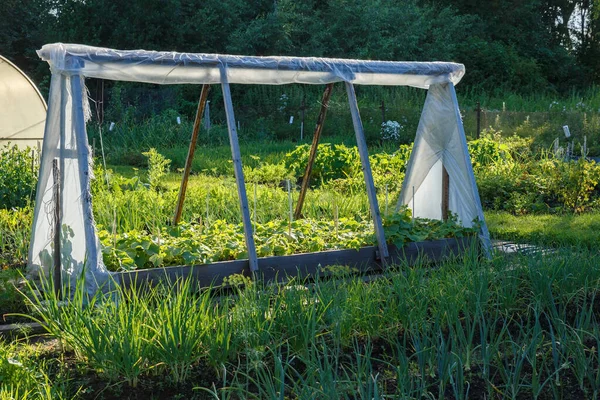 Un pequeño invernadero para pepinos en el jardín. — Foto de Stock