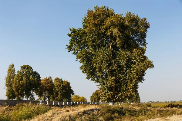 Wielkie zielone drzewo, Uzbekistan. — Zdjęcie stockowe