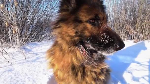 Pastor alemán perro se sienta en la nieve — Vídeo de stock