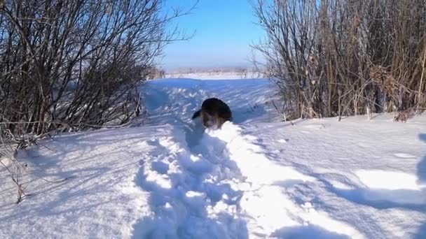 Perro pastor alemán corre en ventisqueros en invierno. — Vídeos de Stock