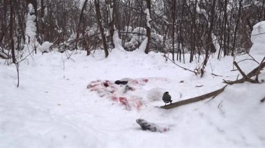 Büyük baştankara. Parus büyük