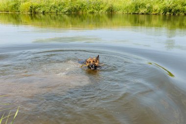 Alman çoban köpeği dişlerinde tahta bir sopayla suda yüzer. Köpek nehirde yüzer..
