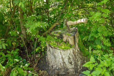 Balta sapına saplanmış. Balta ormanda eski bir huş kütüğüne sıkışmış..