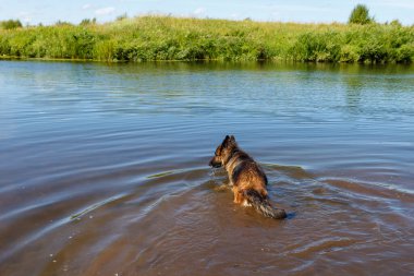 Alman çoban köpeği suda duruyor. Sıcak bir yaz gününde köpek nehirde yıkanır..