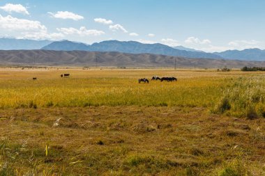 Atlar otlakta ot yer. Kırgızistan, Issyk-Kul Bölgesi
