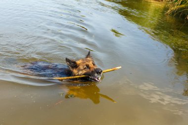 Alman çoban köpeği, dişlerinde tahta bir sopayla nehirde yüzer. Sudaki köpek..