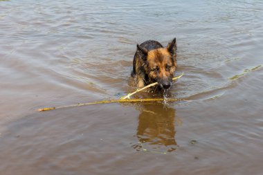 Alman çoban köpeği nehirde yüzer. Köpek sopayla oynuyor..