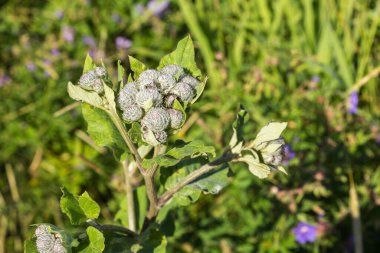 Arctium lappa genellikle daha büyük dulavrat otu olarak adlandırılır. Çayırdaki Burdock.