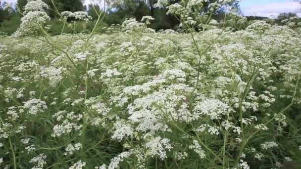 Achillea Millefolium Lub Stocznia Zwyczajna Dzikie Kwiaty Łące — Wideo stockowe