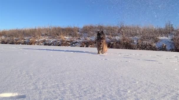 Γερμανικός ποιμενικός σκύλος πηδάει και πιάνει χιόνι. — Αρχείο Βίντεο
