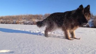 Karda oynayan Alman çoban köpeği..