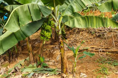 Bir demet muzlu muz ağacı. Olgunlaşmamış muzlar bir dala tutunur.