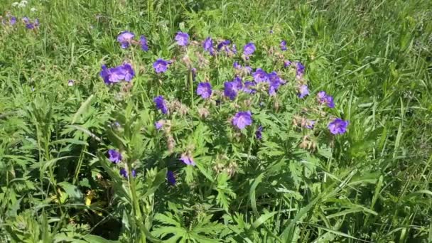 Geranium pratense atau padang rumput geranium. — Stok Video