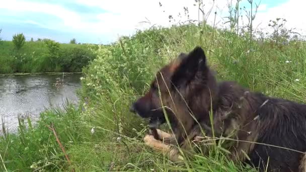 Pastor alemán perro royendo un palo. — Vídeos de Stock