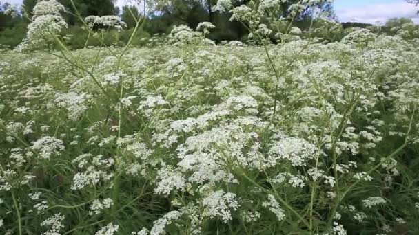 Achillea millefoliumまたは一般的な矢 — ストック動画