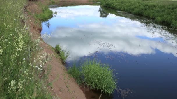 Un branco di rondini vola sul fiume. — Video Stock