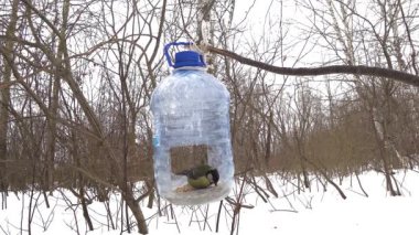 Titmouse besleyicide yemek yiyor..