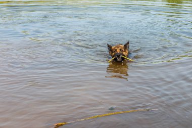 Alman çoban köpeği nehirde yüzer..