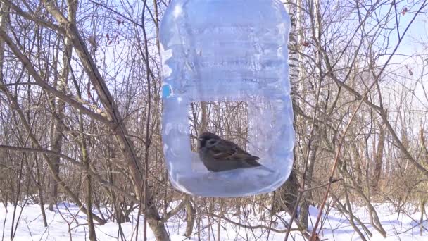 Sparrow Eats Food Bird Feeder Plastic Bottle Feeder Hangs Branch — Stock Video