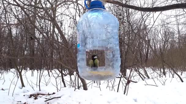 Tit bird in the feeder — Stock videók