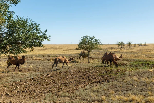 Bactrian camels, kazakhstan — 图库照片