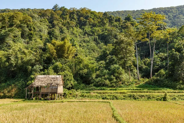 Bamboo Hut Rice Paddy Laos Oudomxay Province — Stock Photo, Image