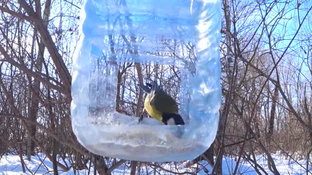 Titmouse Come Comida Alimentador Alimentador Pássaros Uma Garrafa Plástico Floresta — Vídeo de Stock