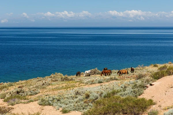 Troupeau Chevaux Sur Les Rives Lac Issyk Kul Kirghizistan — Photo