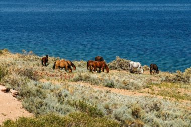 Kırgızistan 'da Issyk Kul Gölü kıyısında atlar