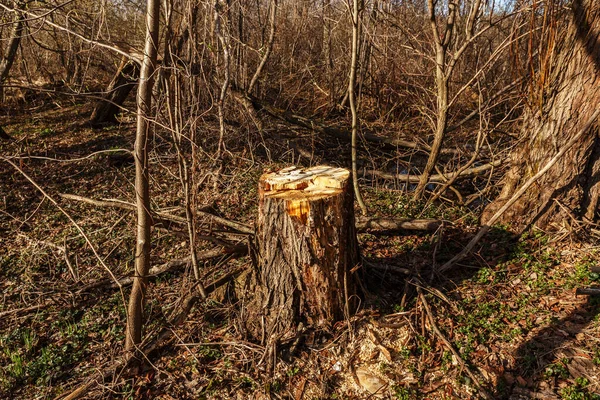 Zkažený Pařez Lese Starý Strom Byl Pokácen — Stock fotografie