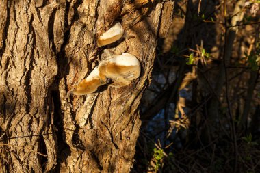 Ağaç gövdesinde çokgözenek