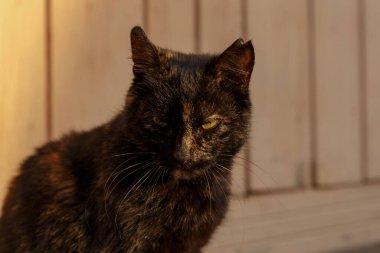 Güzel siyah kedi.