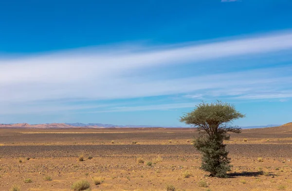 Acaciaboom in Sahara woestijn, Afrika — Stockfoto