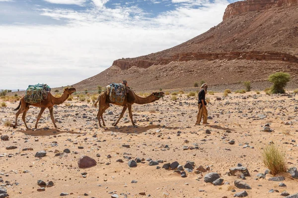 Carovana di cammelli nel deserto del sahara — Foto Stock