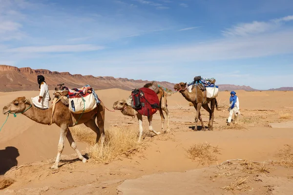 撒哈拉沙漠中的骆驼车队. — 图库照片