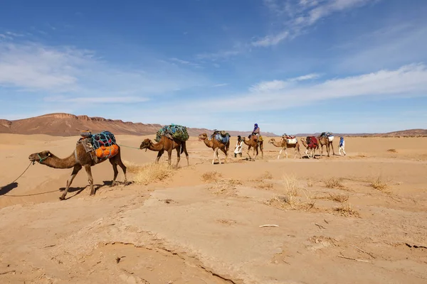 Karawana dla wielbłądów na pustyni Sahara. — Zdjęcie stockowe