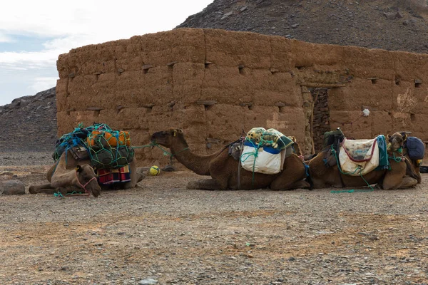 Camellos Tendidos Cerca Una Casa Desierto Del Sahara Marruecos — Foto de Stock