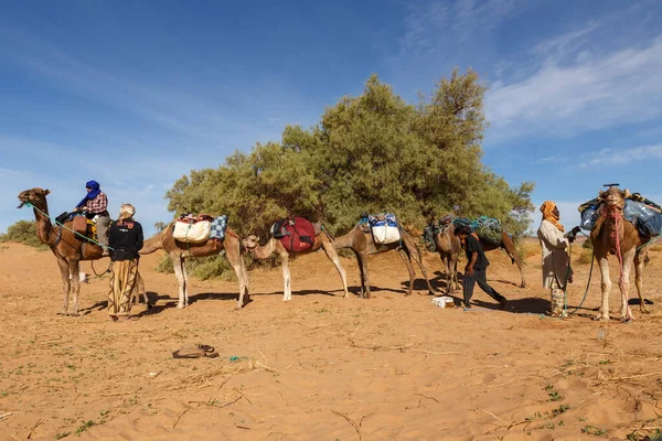 Prowincja Errachidia Maroko Października 2015 Berberzy Przygotowują Wielbłądy Podróży Ładuję — Zdjęcie stockowe
