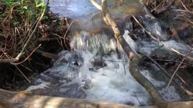 Ormanda temiz su ile hızlı akarsu. Ormanda ilkbahar.