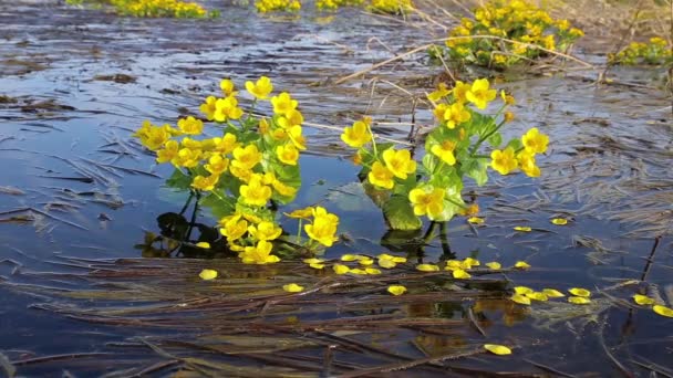 Caltha Palustris Γνωστή Marsh Marigold Κίτρινα Λουλούδια Φυτρώνουν Στο Νερό — Αρχείο Βίντεο